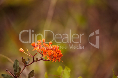 Orange flowers of butterfly weed Asclepias tuberosa