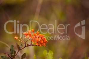 Orange flowers of butterfly weed Asclepias tuberosa