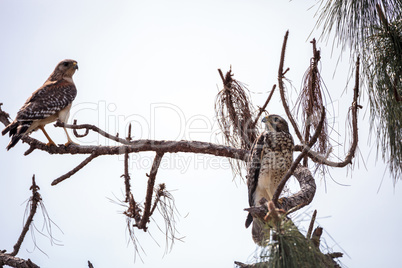 Pair of Red shouldered Hawk birds Buteo lineatus