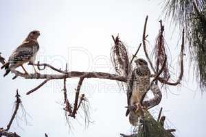 Pair of Red shouldered Hawk birds Buteo lineatus