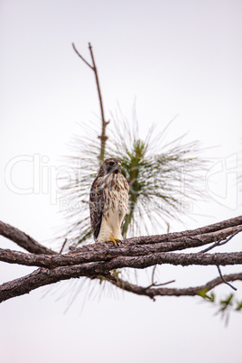 Red shouldered Hawk Buteo lineatus