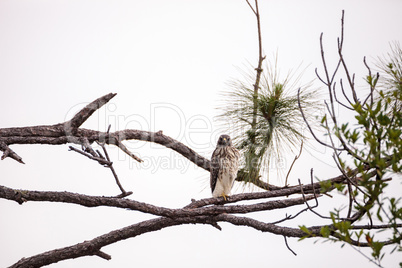 Red shouldered Hawk Buteo lineatus