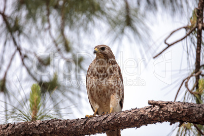 Red shouldered Hawk Buteo lineatus