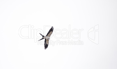 Swallowtail kite Elanoides forficatus flies