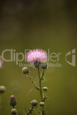 Spiky Purple thistle flower Carduus horridulum grows in a marsh