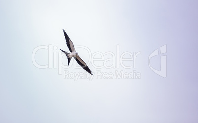 Swallowtail kite Elanoides forficatus flies