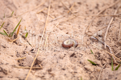 Yellow banded millipede Anadenobolus monilicornis