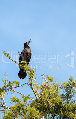 Double-crested Cormorant, Phalacrocorax auritus