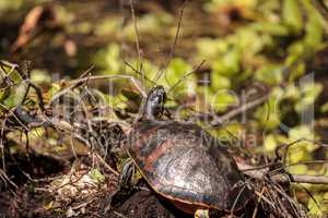 Florida red bellied turtle Pseudemys nelsoni