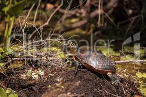 Florida red bellied turtle Pseudemys nelsoni