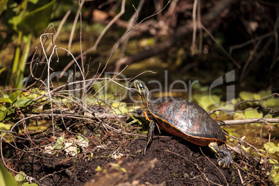 Florida red bellied turtle Pseudemys nelsoni