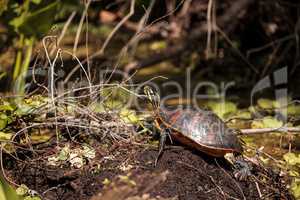 Florida red bellied turtle Pseudemys nelsoni