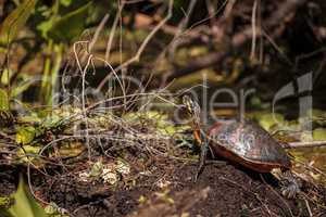 Florida red bellied turtle Pseudemys nelsoni