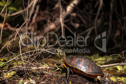 Florida red bellied turtle Pseudemys nelsoni