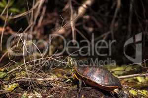 Florida red bellied turtle Pseudemys nelsoni