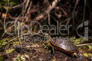 Florida red bellied turtle Pseudemys nelsoni