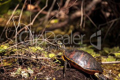 Florida red bellied turtle Pseudemys nelsoni