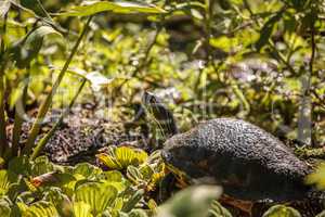 Florida red bellied turtle Pseudemys nelsoni