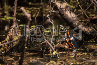 Florida red bellied turtle Pseudemys nelsoni