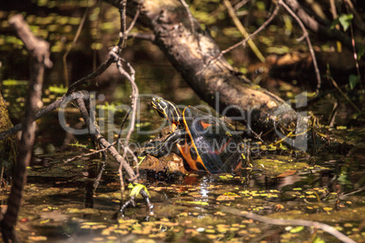 Florida red bellied turtle Pseudemys nelsoni