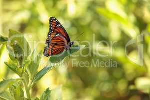 Monarch butterfly Danaus plexippus on a milk weed