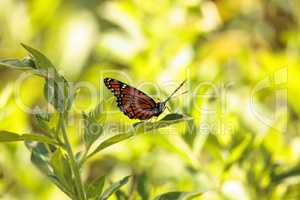 Monarch butterfly Danaus plexippus on a milk weed