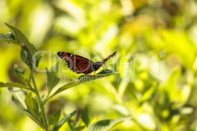 Monarch butterfly Danaus plexippus on a milk weed