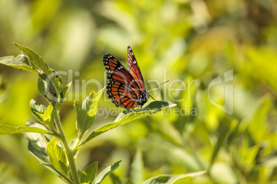 Monarch butterfly Danaus plexippus on a milk weed
