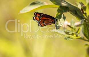 Monarch butterfly Danaus plexippus on a milk weed