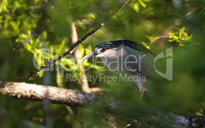 Still Black-crowned night heron shorebird Nycticorax nycticorax