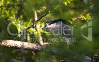 Still Black-crowned night heron shorebird Nycticorax nycticorax