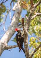 Male pileated woodpecker bird Dryocopus pileatus