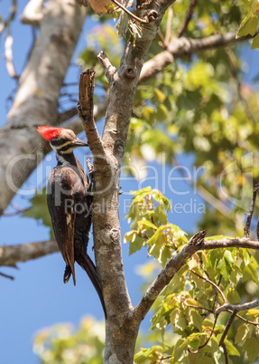 Male pileated woodpecker bird Dryocopus pileatus