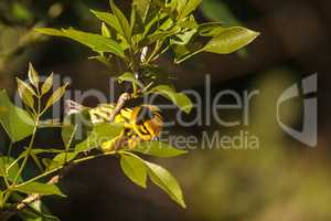 Yellow prairie warbler bird Setophaga discolor
