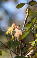 Red-bellied woodpecker Melanerpes carolinus
