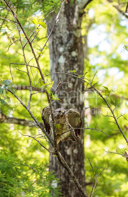 Red shouldered Hawk Buteo lineatus hunts for prey