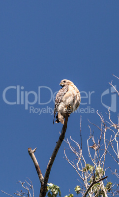 Red shouldered Hawk Buteo lineatus hunts for prey