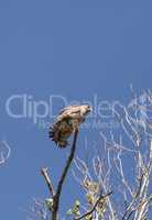 Red shouldered Hawk Buteo lineatus hunts for prey