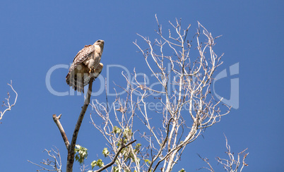 Red shouldered Hawk Buteo lineatus hunts for prey