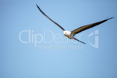 Swallowtail kite Elanoides forficatus flies