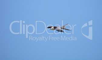 Swallowtail kite Elanoides forficatus flies