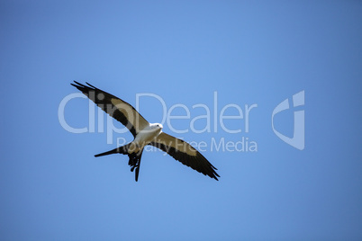 Swallowtail kite Elanoides forficatus flies