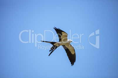 Swallowtail kite Elanoides forficatus flies