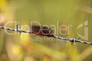 Tiger moth caterpillar also called woolly bear caterpillar