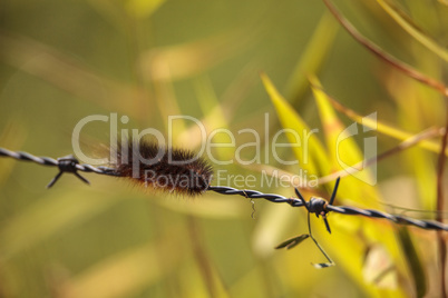 Tiger moth caterpillar also called woolly bear caterpillar