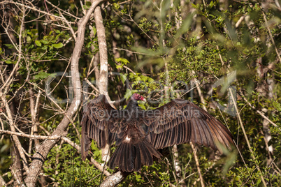 Turkey vulture Cathartes aura perches on deadwood