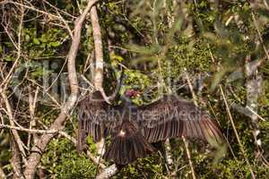 Turkey vulture Cathartes aura perches on deadwood