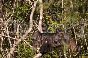 Turkey vulture Cathartes aura perches on deadwood