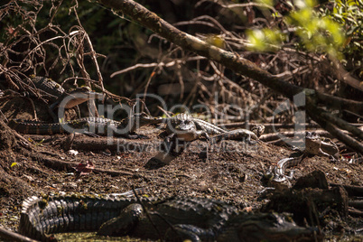 Young American Alligator mississippiensis basking