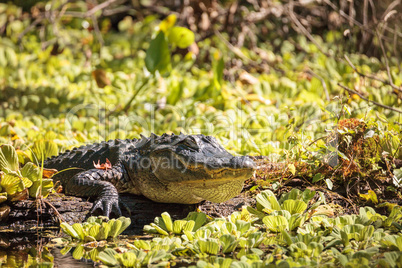 Young American Alligator mississippiensis basking